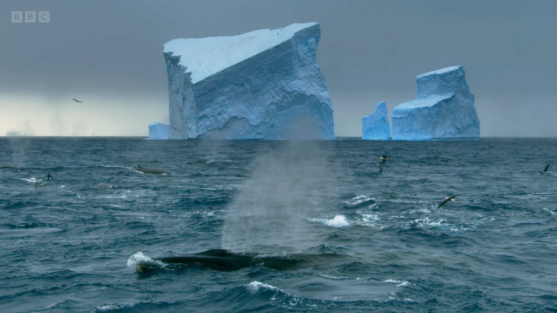 Southern fin whale (Balaenoptera physalus quoyi) as shown in Seven Worlds, One Planet - Antarctica